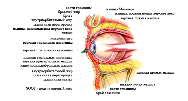Анатомия глазных век