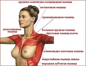 Как увеличить грудные мышцы